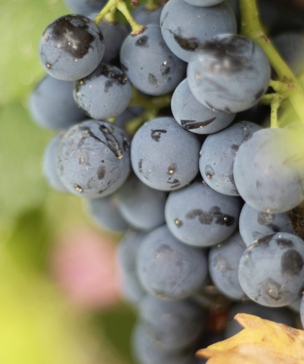 vinos_casa_marau.002
